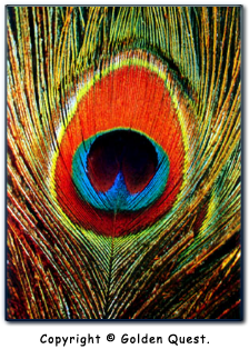 El ojo de la pluma del pavo real